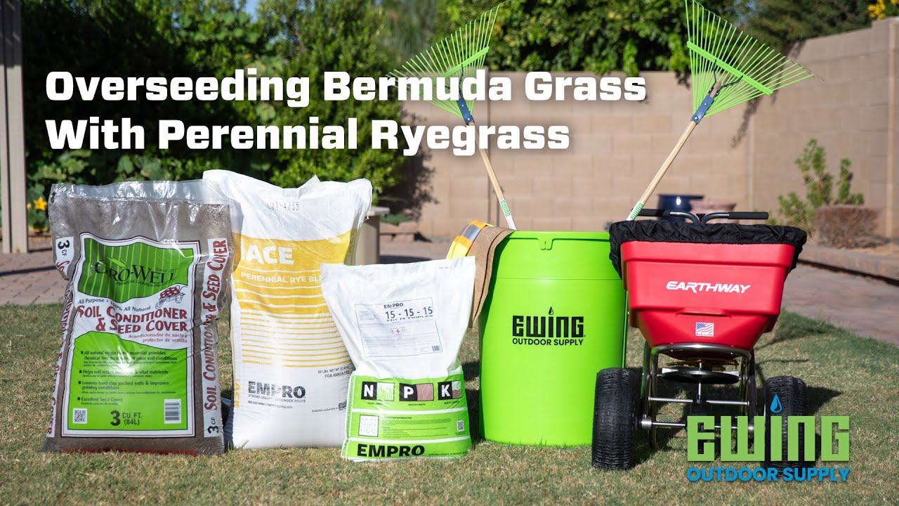 How To Overseed Bermuda Grass With Perennial Ryegrass
