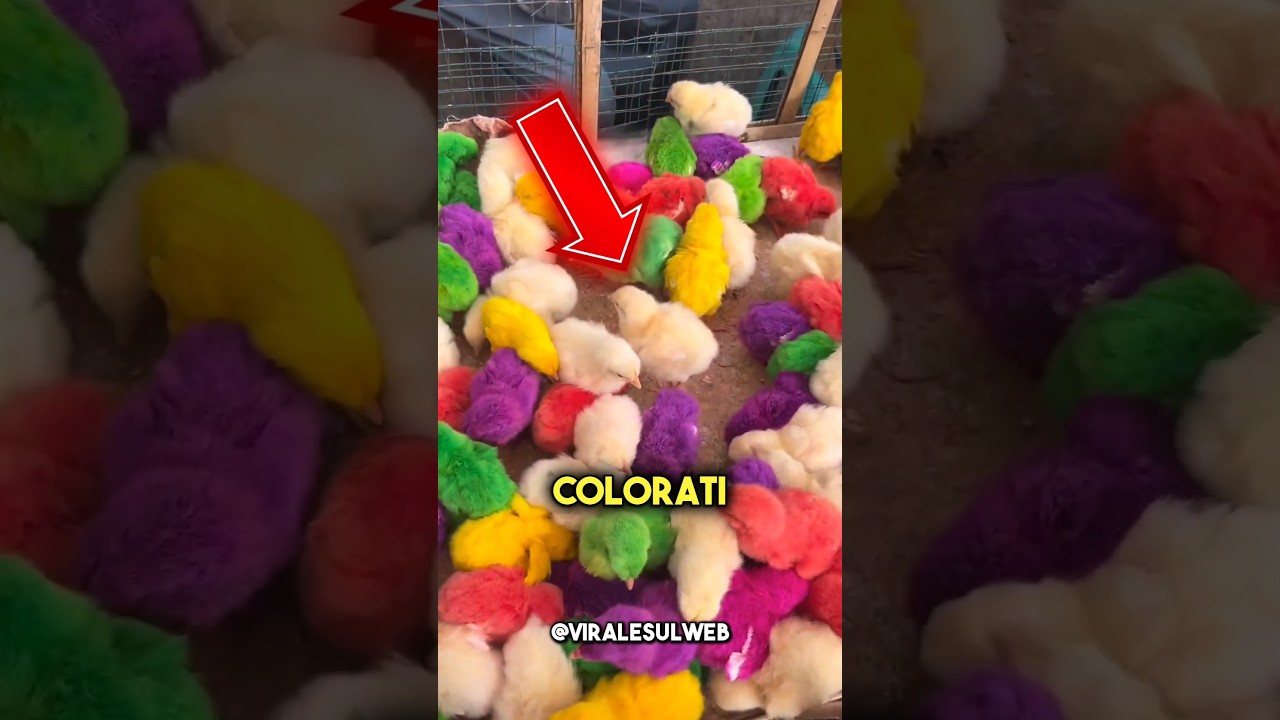 NON COMPRARE MAI QUESTI PULCINI🥺 