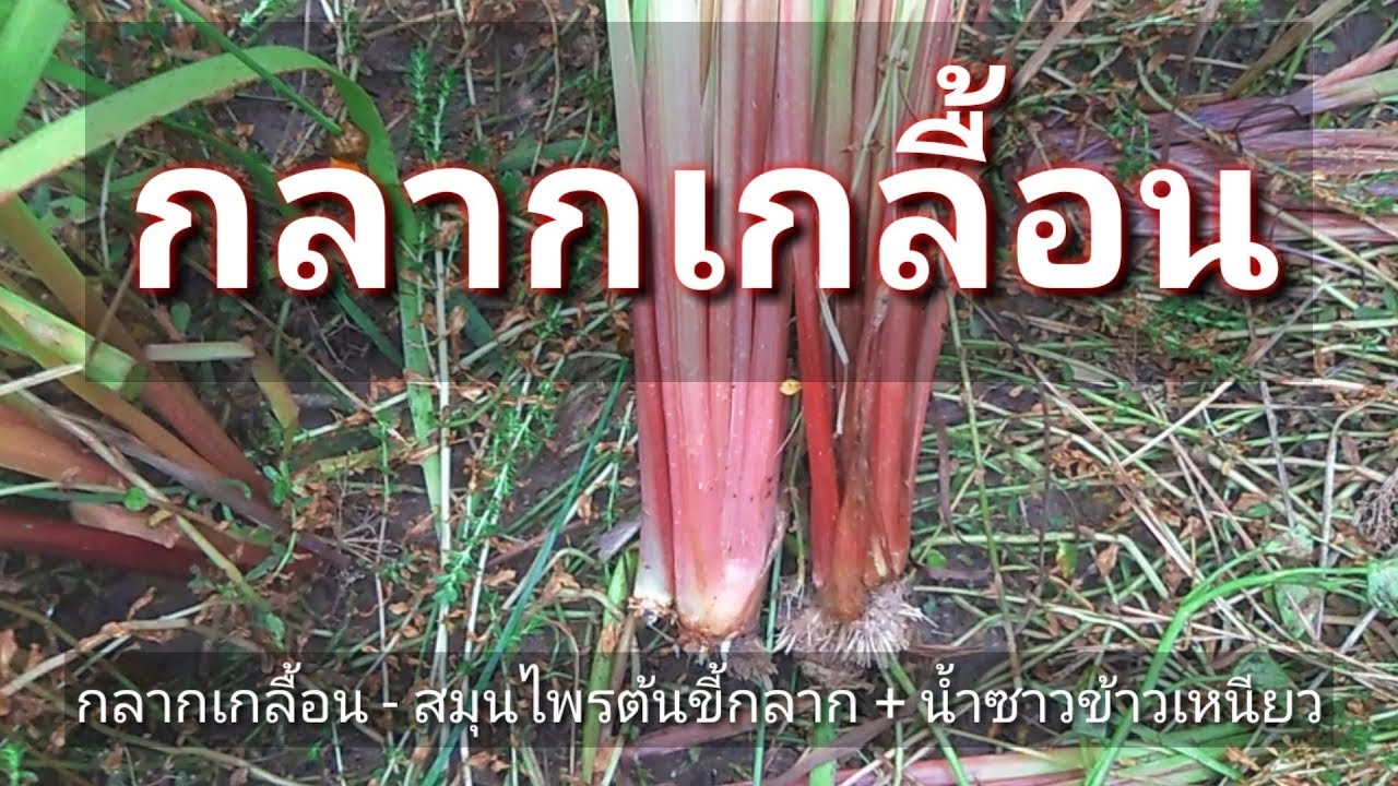 กลากเกลื้อน - สมุนไพรต้นขี้กลาก ใช้หัวตำ+น้ำซาวข้าวเหนียว EP. 02 ... กลากเกลื้อน - สมุนไพรต้นขี้กลาก ใช้หัวตำ+น้ำซาวข้าวเหนียว Ep. 02 ...