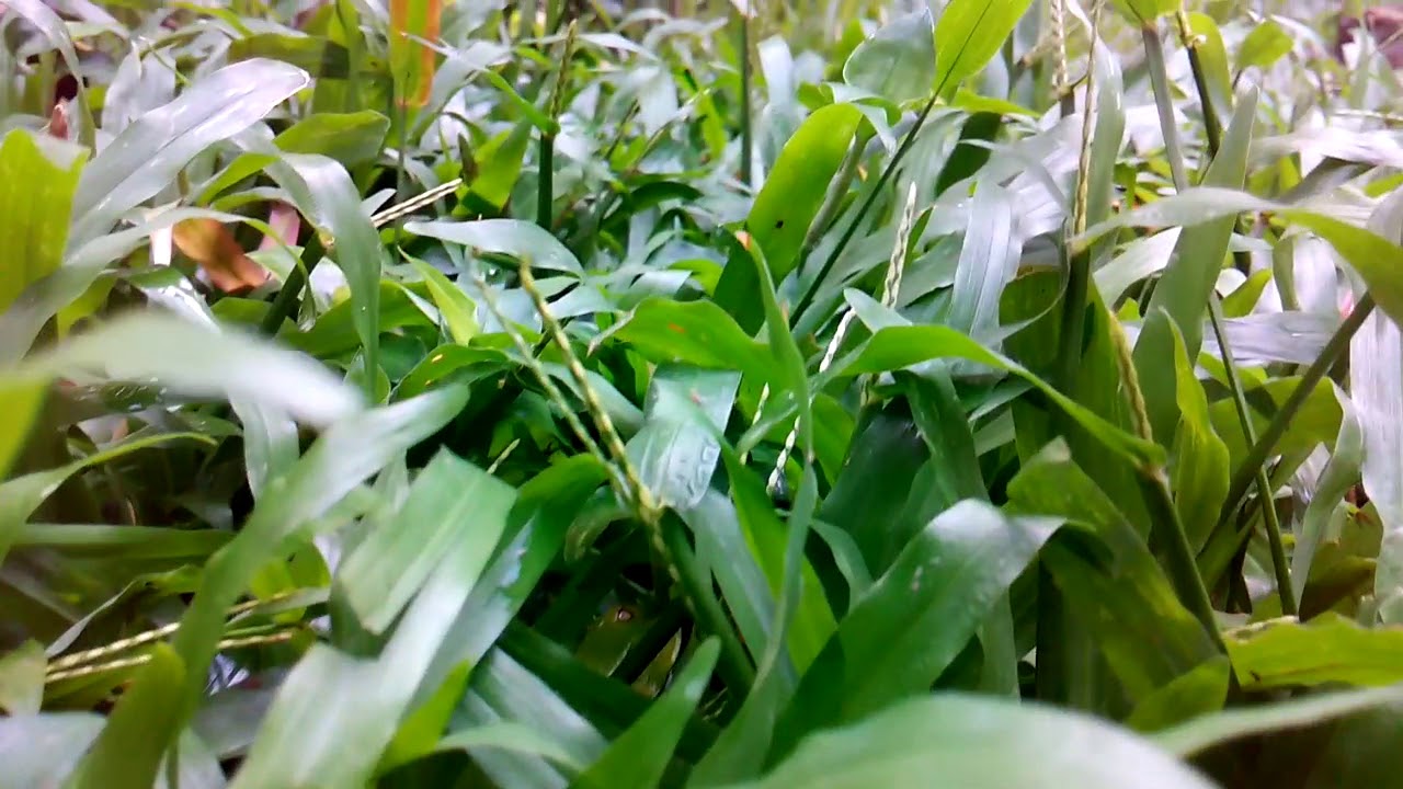 Micromax canvas mega E353 back camera clarity with DSLR effect