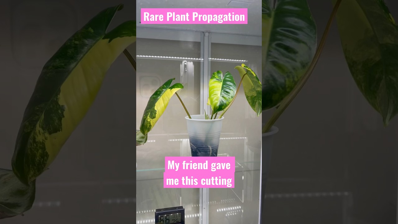 Easy Rare Plant Propagation 
