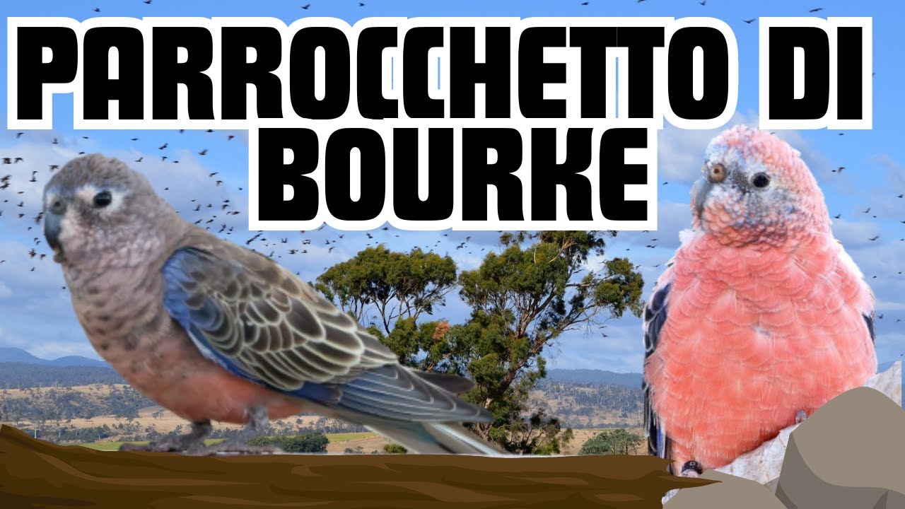 Il PAPPAGALLO PERFETTO per NEOFITI - PARROCCHETTO DI BOURKE 