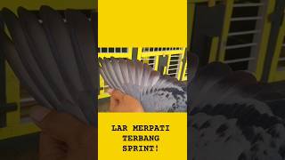 Lar Merpati Terbang Sprint merpati shorts
