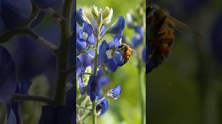 Honey Bee depresses Bluebonnet keel petals to access hidden pollen
A Western Honey Bee (Apis mellifera) uncovers pollen by depressing the keel petals of Texas Bluebonnet (Lupinus texensis) flowers at Buffalo Bayou Park, in Houston, TX, USA.
Its thought that Bluebonnets enclose pollen in their keel petals to protect it from insects that would be ineffective pollinators. Bees must be large and robust enough to be able to push down the keel petals with their weight. The banner petals of new flowers have a white spot that attracts Bees; as the flowers age, the spot turns dark red, which Bees ignore. Honey Bee depresses Bluebonnet keel petals to access hidden pollen