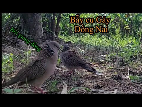 Video bẫy cu gáy cùi bắp clip19 ( bổi giọng đồng chuẩn) bẫy... - youtube