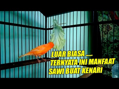 Sawi Putih Vs Sawi Hijau Untuk Kenari