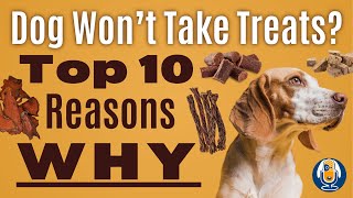 Why Do Some Dogs Seem To Have Less Food Drive Than Others - 10 Reasons To Consider #269 #podcast by Dogs That 4,121 views 3 weeks ago 15 minutes
