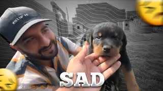 Turab And Sabtain Save Rottweiler Shehr Main Dihat 