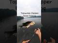 Topwater Popper Bass Fishing #fishing #bassfishing #topwaterfishing #fish