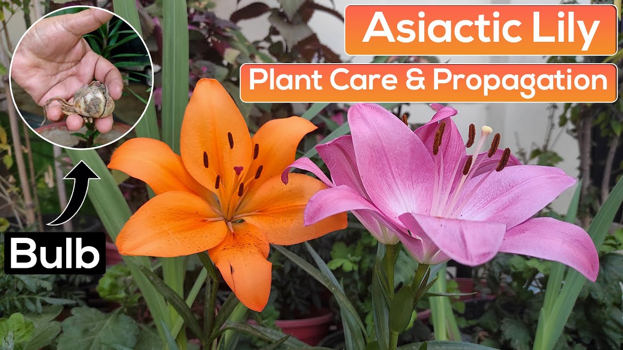 Asiatic Lily Plant Care & Propagation from Bulbs YouTube