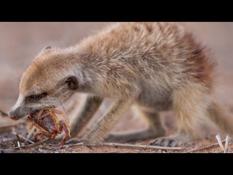 Video: Eten stokstaartjes schorpioenen?