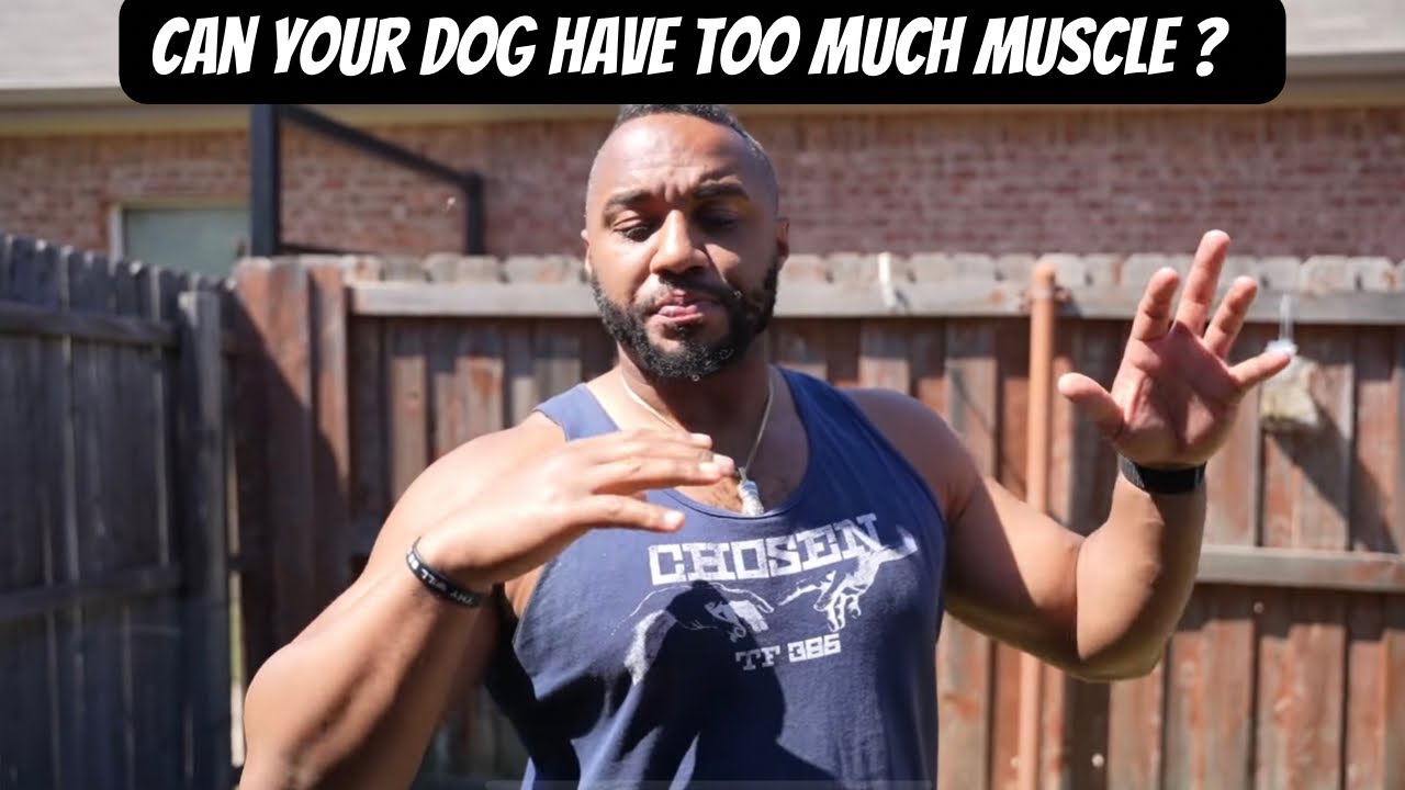 Can a dog have too much muscle?!!! YouTube