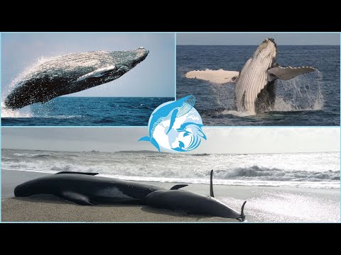 Почему кит, косатка или дельфин выбрасываются на берег