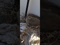 #birds