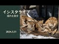 2024年3月31日インスタライブ 園内を散歩