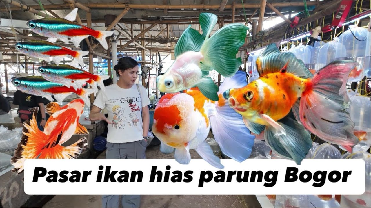 Pasar ikan hias parung Bogor , surganya berburu ikan hias dengan jumlah banyak , full video