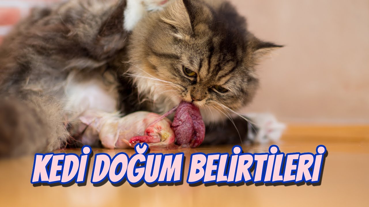 Kedi Hamilelik Ve Dogum Belirtisi Kedi Dogumu Nasil Baslar Youtube