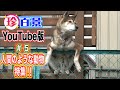 珍百景YouTube#5 人間のような動物特集