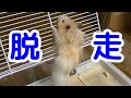 こんちゃん脱走【ハムスター/hamster】