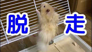 こんちゃん脱走【ハムスター/hamster】