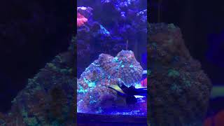 Soothing. #aquarium #reeflife #reeftank #relaxing #relaxingmusic