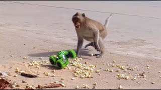 FAKE Car Prank Monkey Funny | BBC KH