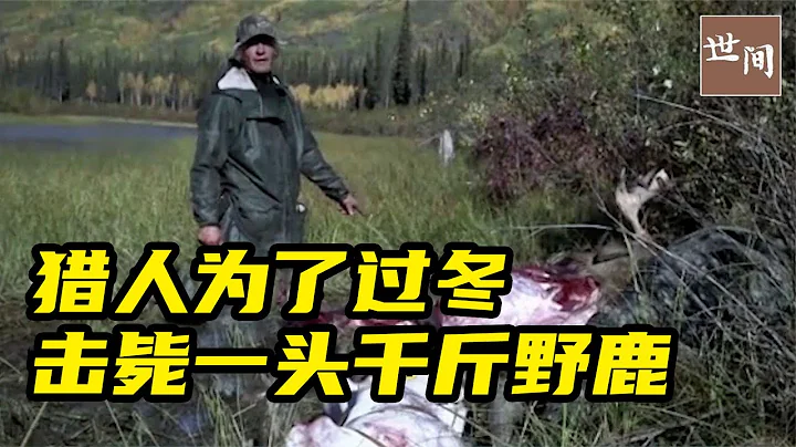 阿拉斯加獵人捕殺馴鹿，一槍擊斃千斤野鹿，整個冬天都不愁了 | 世間放映廳 - 天天要聞