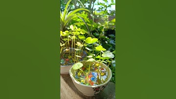 CÂY RAU MÁ ĐỒNG TIỀN NỞ HOA TRONG CHÉN NHỎ