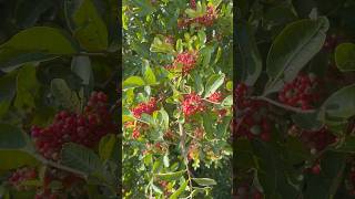 Árvore Aroeira Pimenta Rosa na beira da praia #natureza #plantas #pimenta