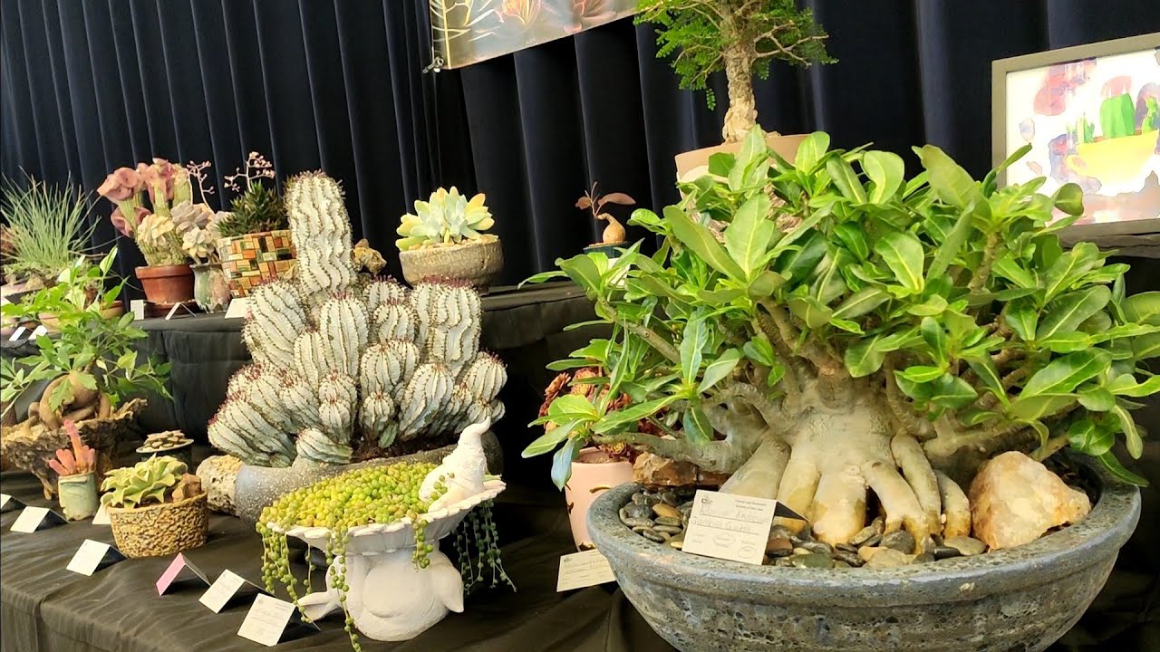 San Jose Cactus and Succulent Show 2025 + Plant Haul