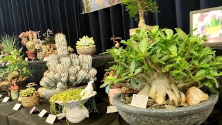 San Jose Cactus and Succulent Show 2025 Plant Haul