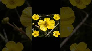 Butterflies and buttercups.#butterflies #buttercups #golden #goldenbridge #goldenbirds