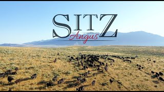 Sitz Angus Ranch   Dillon & Harrison Montana