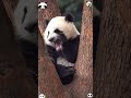 It’s absolutely adorable 🥰 #panda #trending #cute