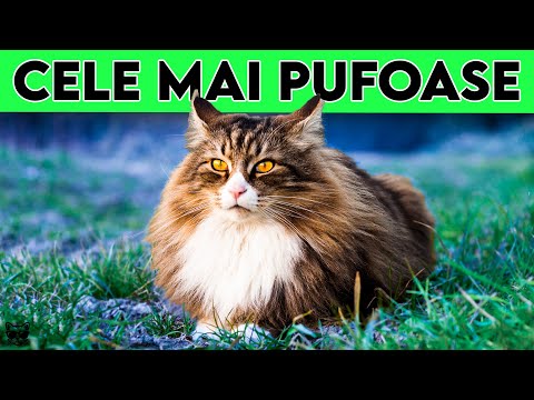 Flocosenii 100% - Cele Mai Pufoase Rase De Pisici Din Lume!