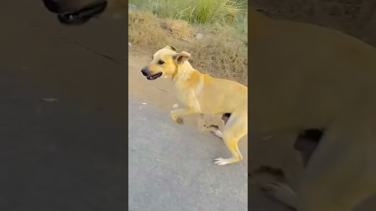 Aggressive dogs attack bike driver|| 