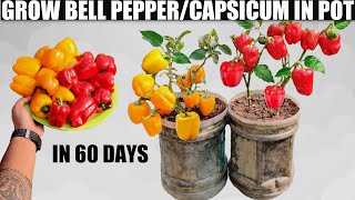 How To Grow Bell Peppers/Capsicums In Pots | SEED TO HARVEST | SUPER EASY WAY