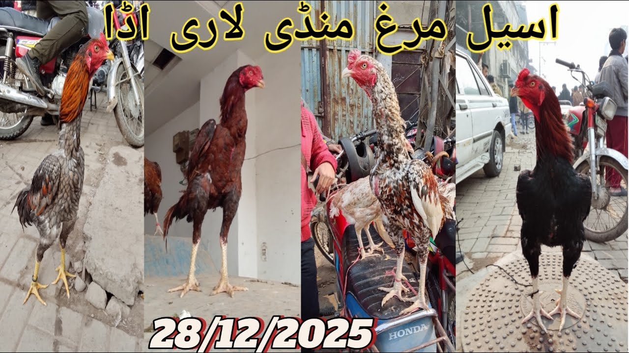 ||Lahore Assel murga mandi || Lari adda murga mandi || Shamo Thai dragon Assel in Lahore ||Lari adda