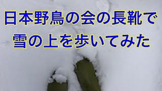 日本野鳥の会長靴で 雪の庭を歩いてみた