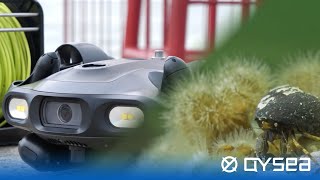 Exploring Patagonias Hidden Depths Fifish Reveals Underwater Invasion