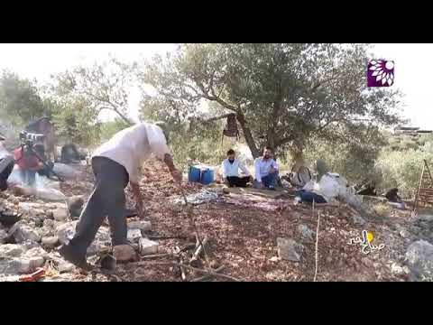 اغنيه فلسطينيه مع موسم قطف الزيتون