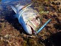 Shore Jigging: Συναγρίδες στο τελευταίο μέτρο! Snappers on the last meter