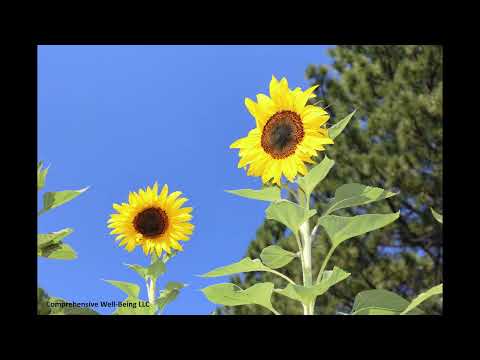 A Moment to Allow What Is - Michelle Reugebrink Guided Reflection (10 Minutes)