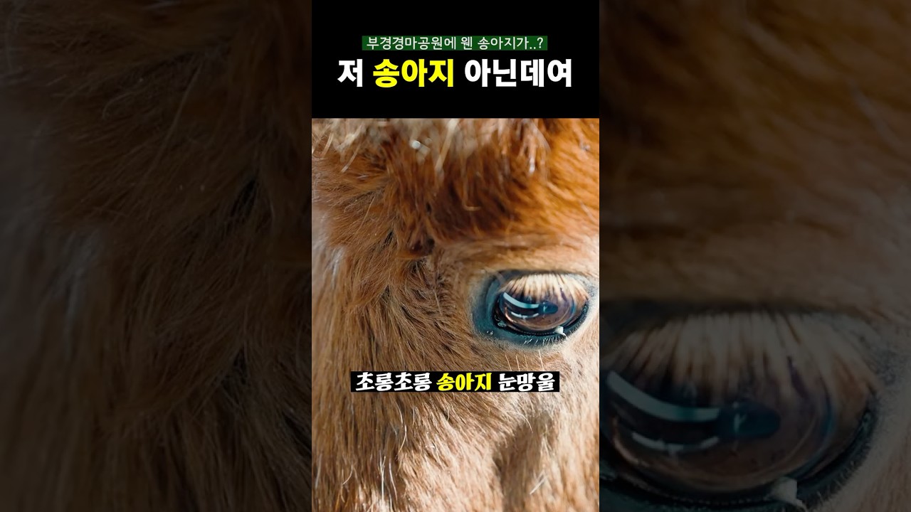 부경 경마공원에 가야하는 이유
