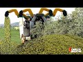 Awesome Olive Oil Harvesting - Modern Olives Agriculture Technology - Expensive Olive Oil Processing