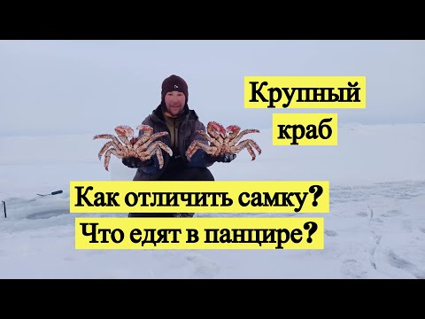 Video: Krab S Tromi Pazúrmi Bol Chytený Vo Veľkej Británii. - Alternatívny Pohľad