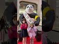 呪術廻戦とヨワネハキ踊ってみた！　#shorts