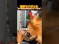 【爆笑】ご飯を食べるのを待ちきれない犬TOP5 #shorts