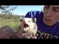 Giving An Angry Opossum A Mohawkum! -Funny nature & fun Travel!