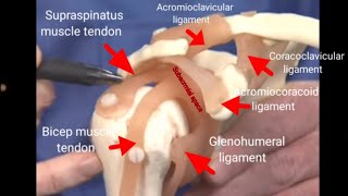 Shoulder anatomy and common causes of shoulder pain #shoulder pain, #viral